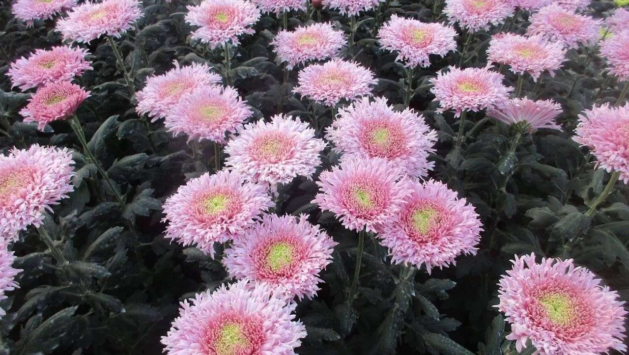 623ba9a3f0972_images_large