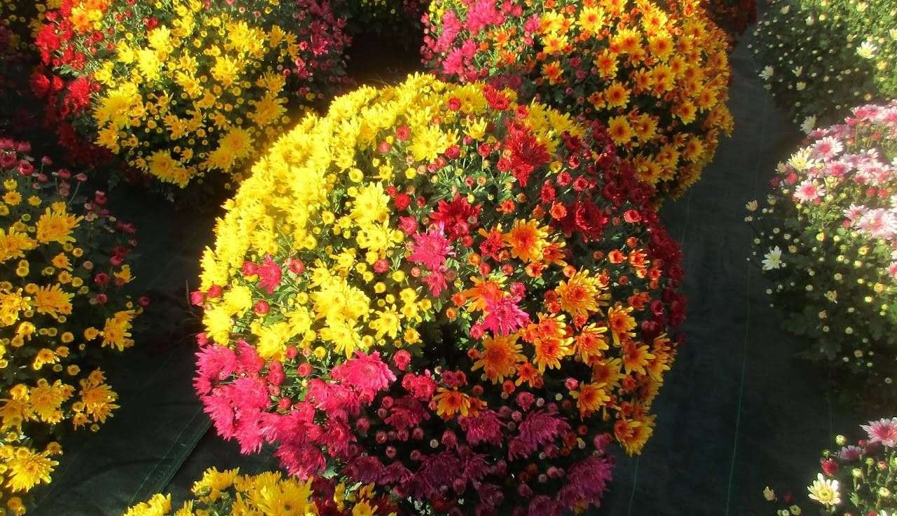 623ba9ab2072b_images_large