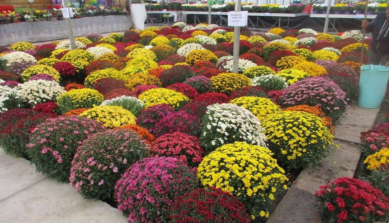 623ba9ae66fc0_images_large