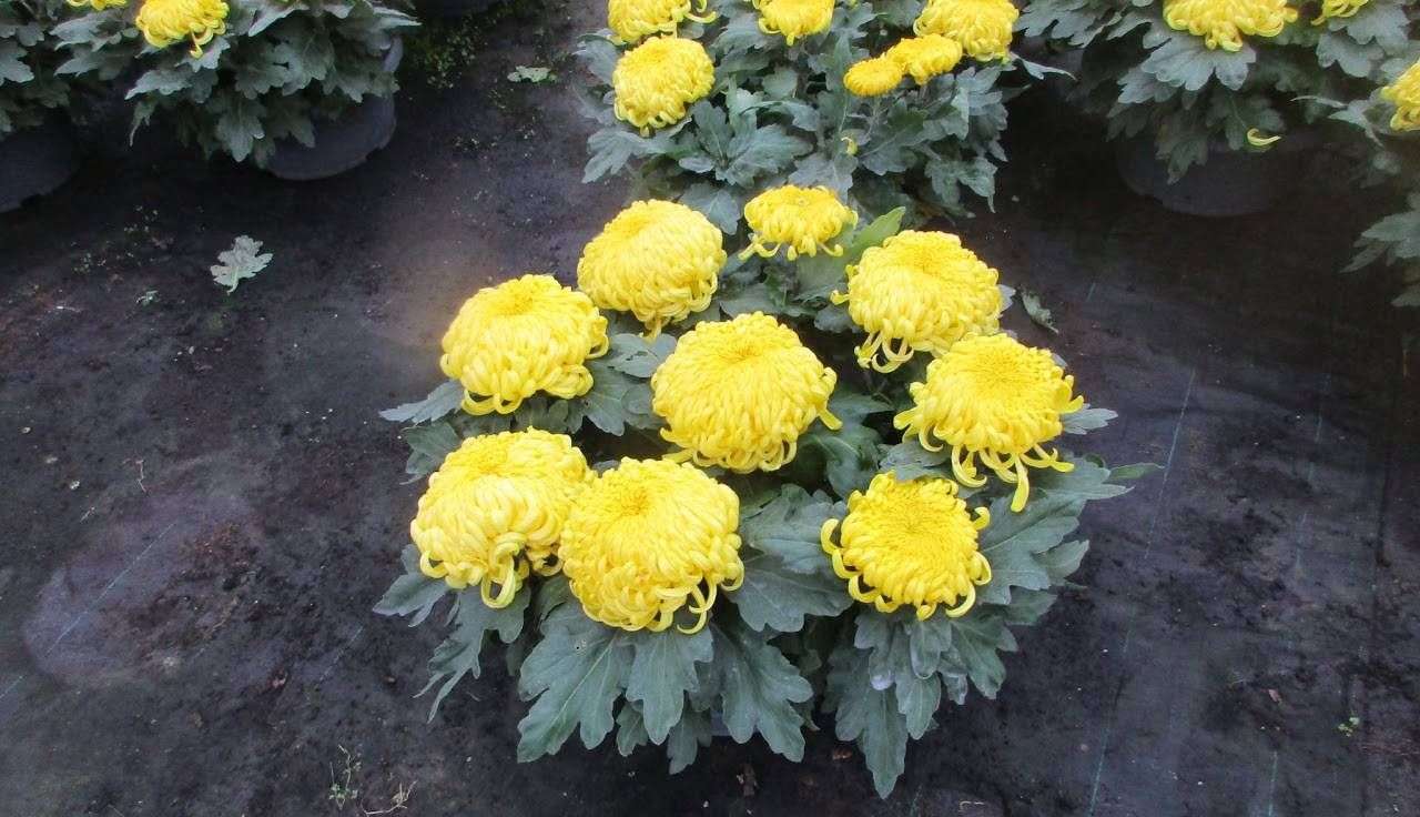 623ba9b1cc6de_images_large