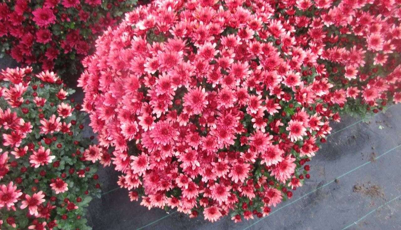 623ba9c289e1f_images_large