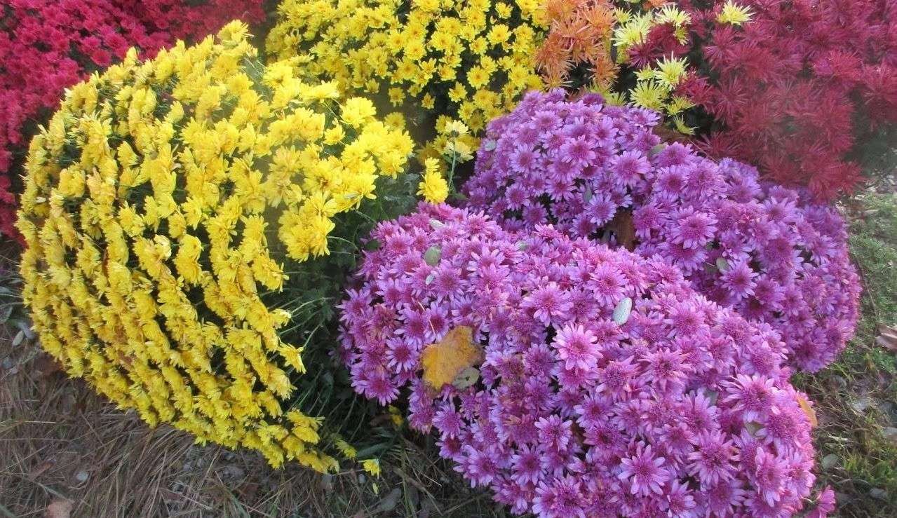 623ba9c59eae1_images_large