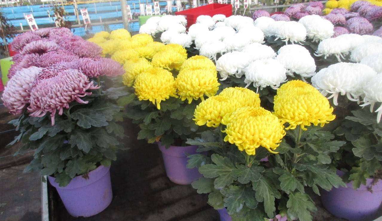 623ba9f568972_images_large