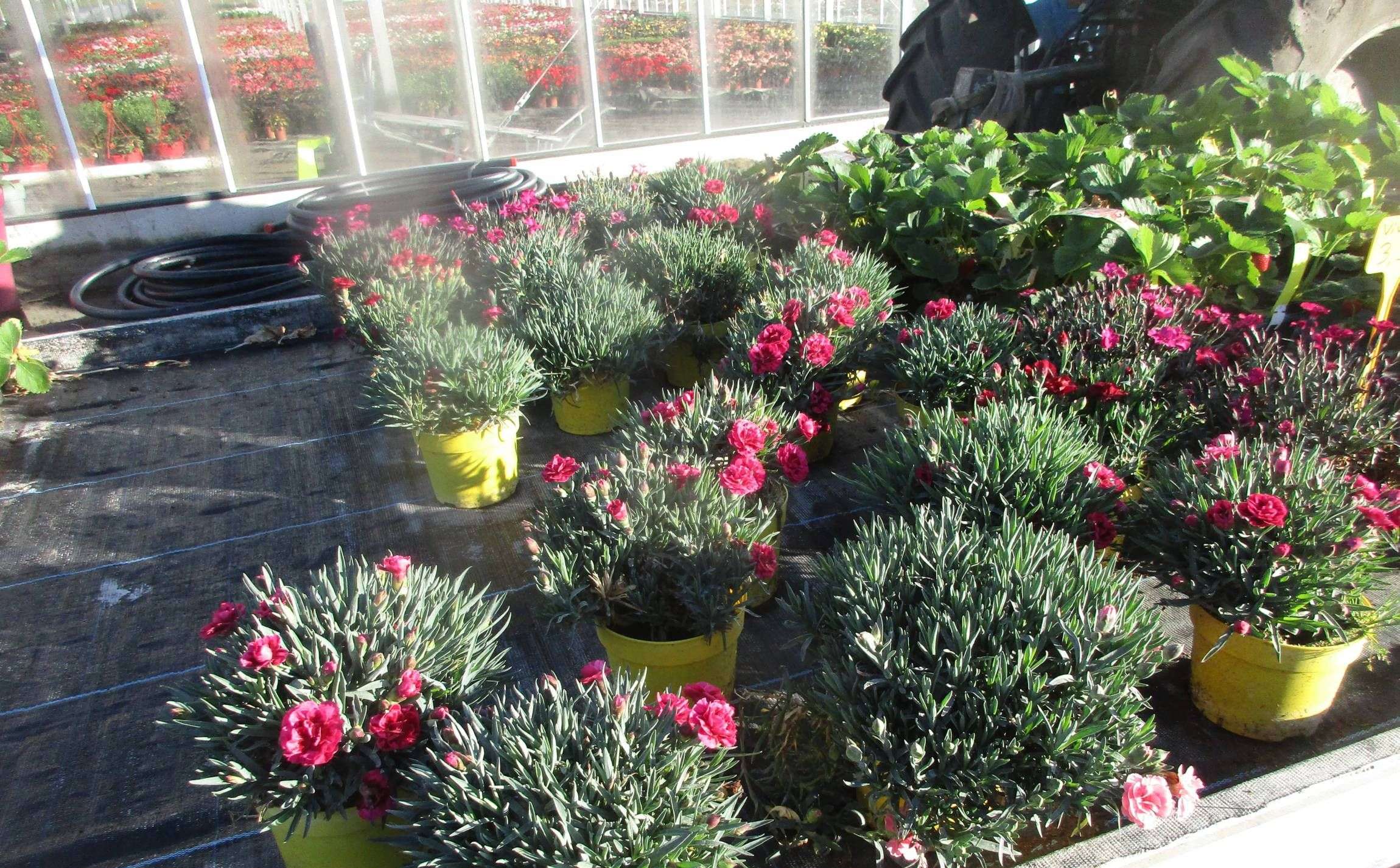 628dde4270348_images_large