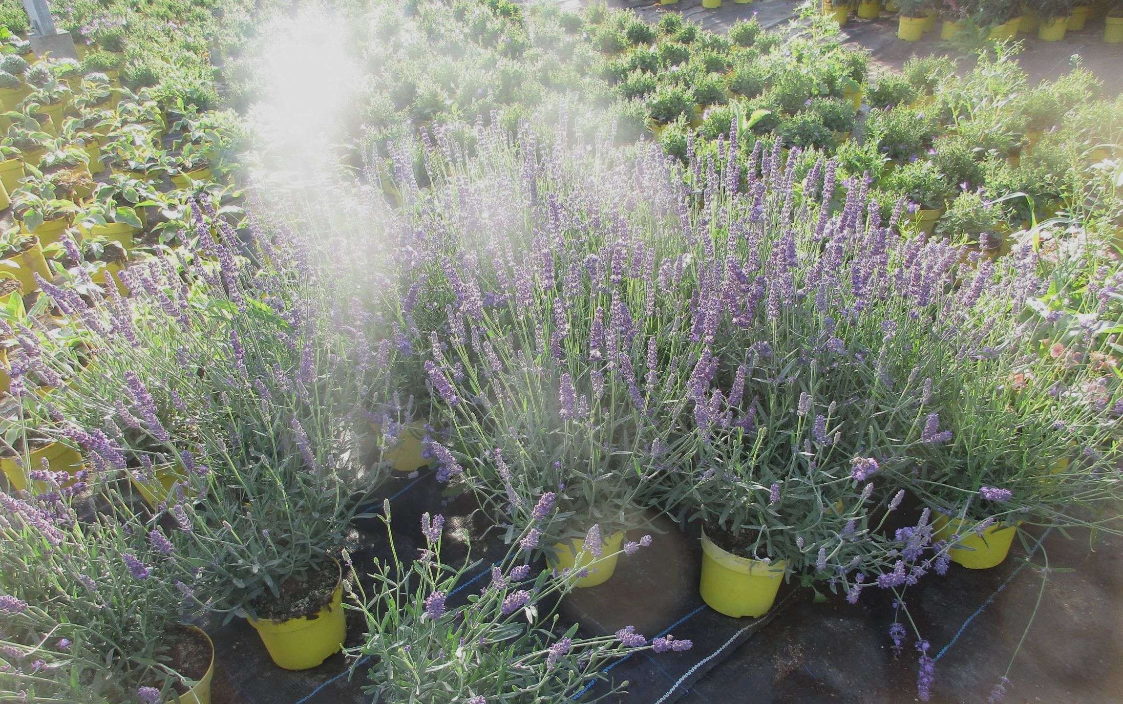 628dde967dee9_images_large