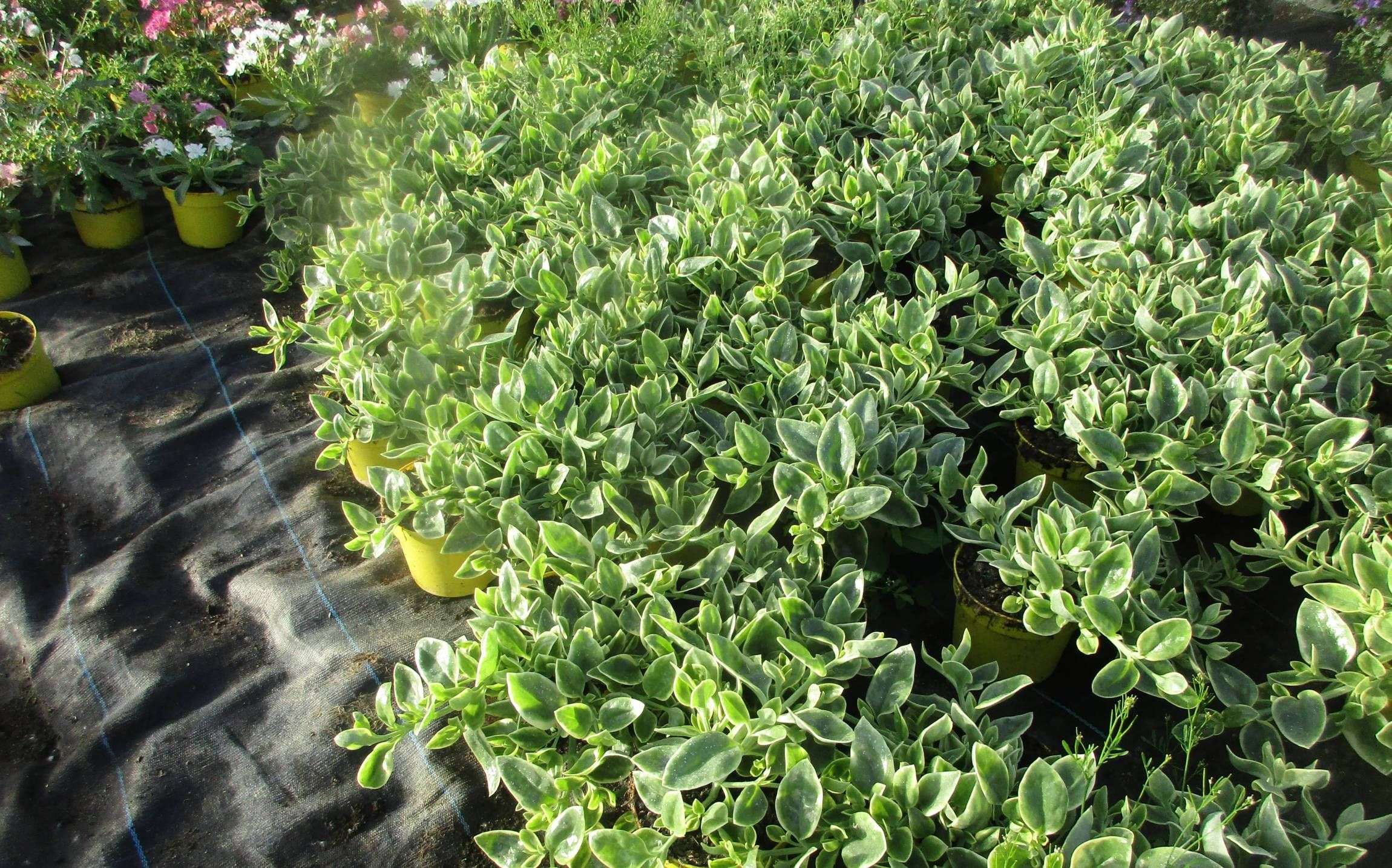 628ddeadeb63a_images_large