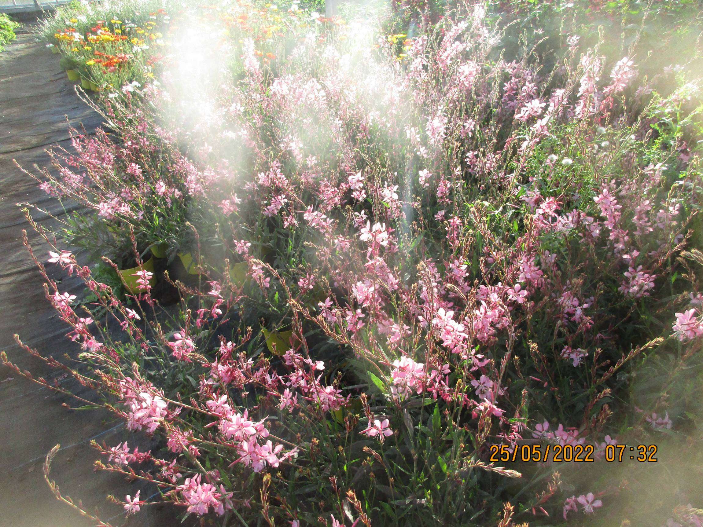 628ddebff01c2_images_large