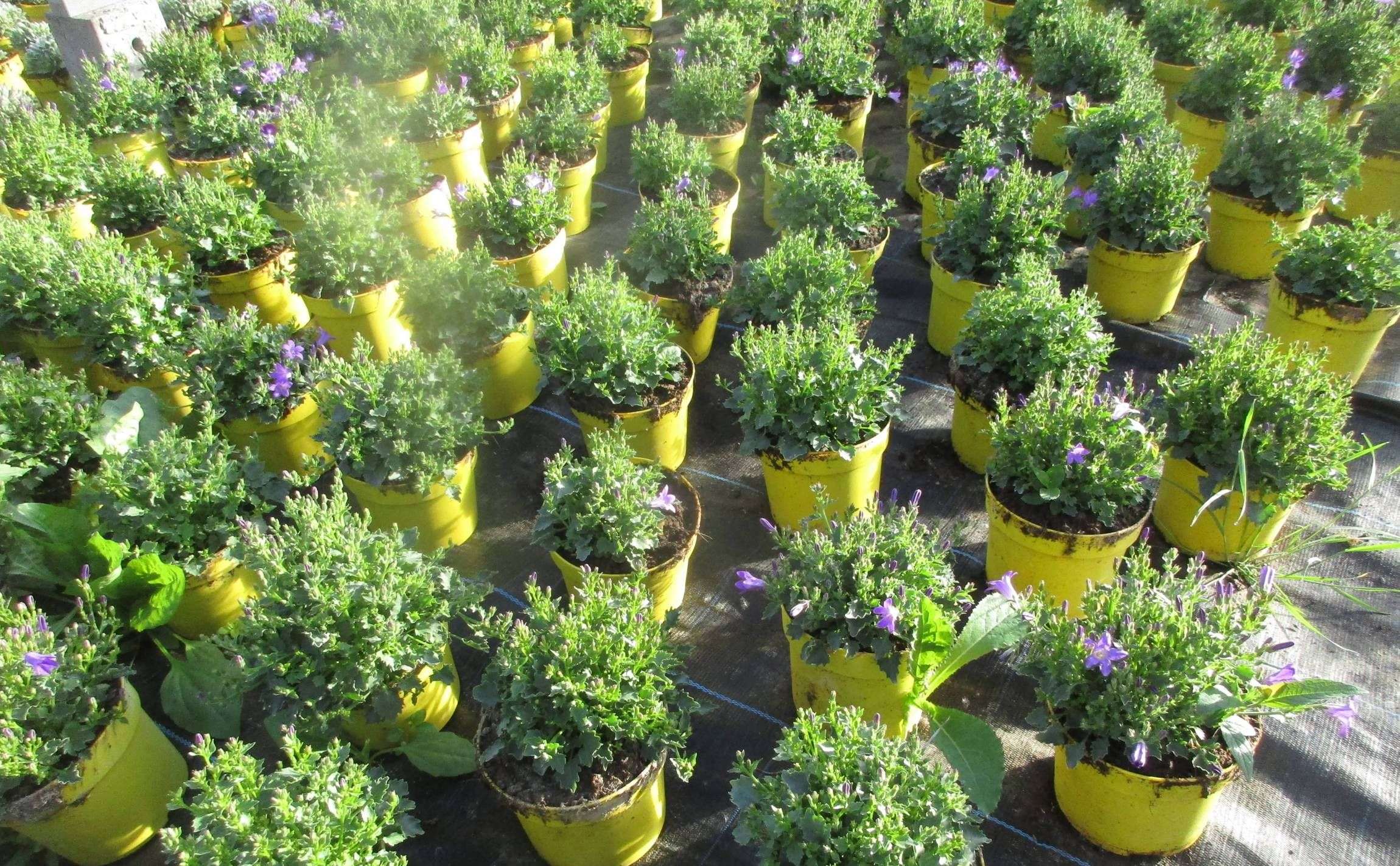 628dded4495cf_images_large