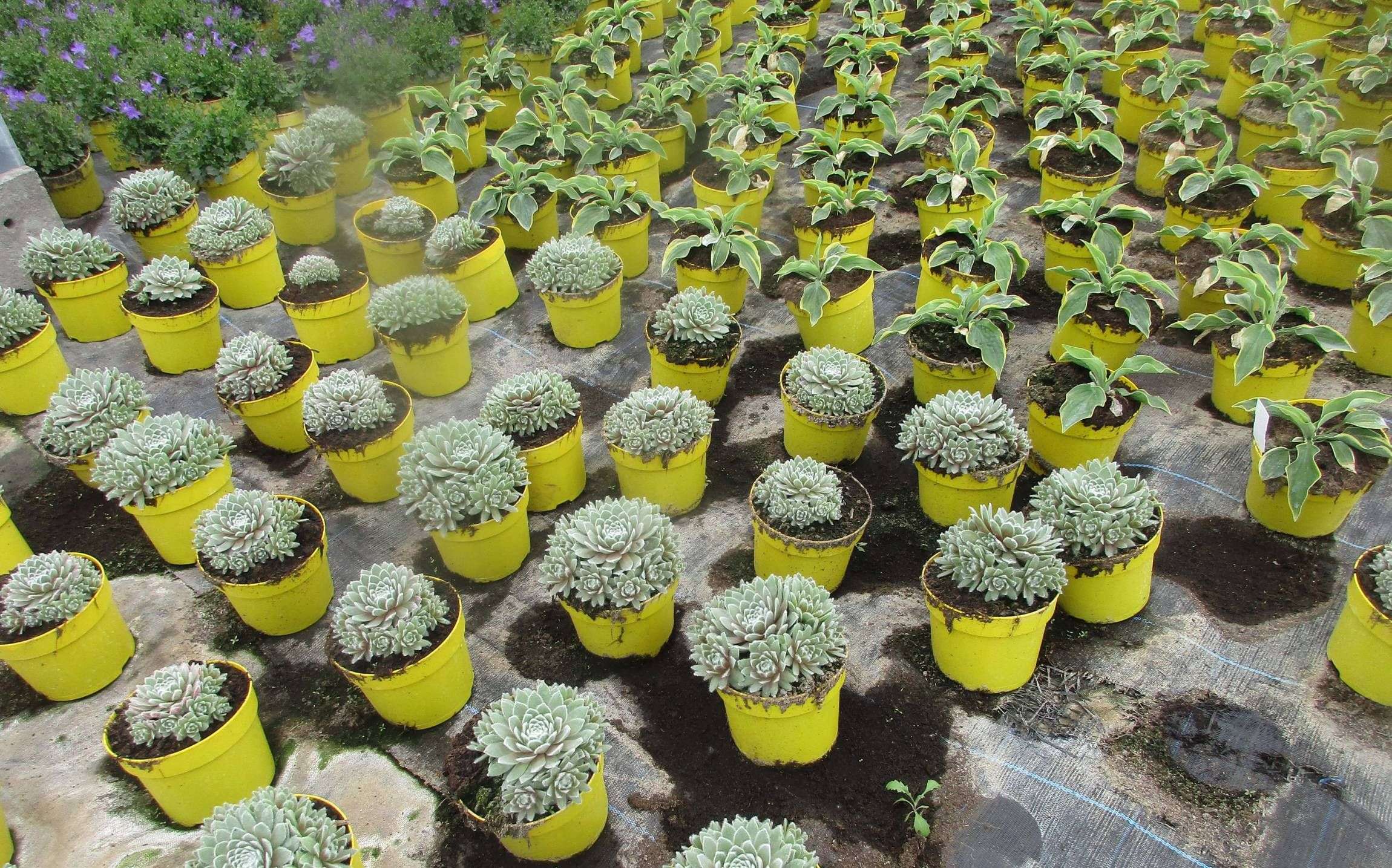 629df67279cd1_images_large