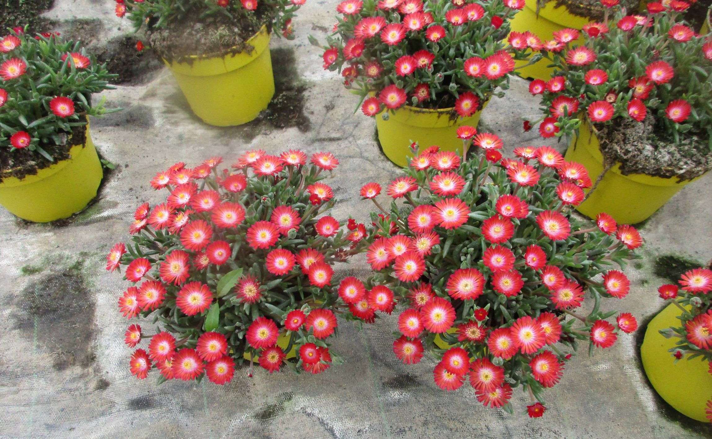 629df682b1ef8_images_large