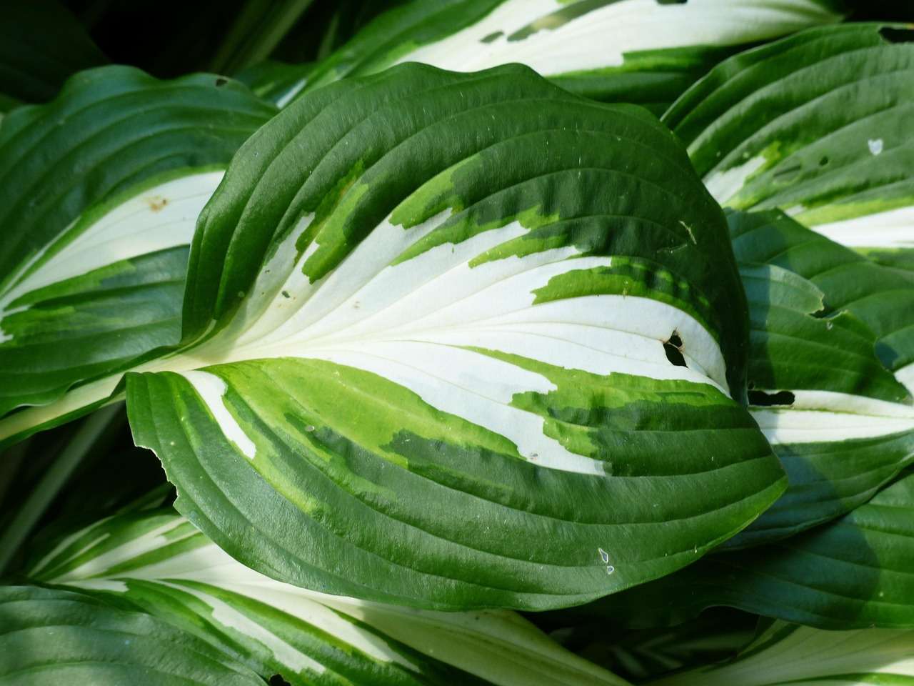 Hosta